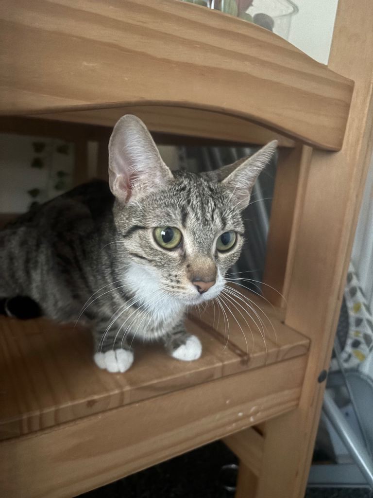 Aurora Beautiful female cat looking for a loving home