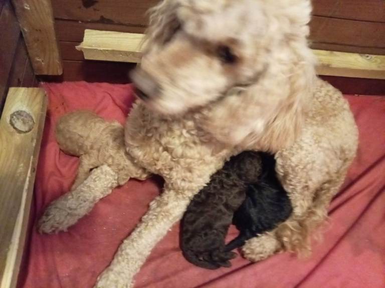 Full pedigree miniature poodles. 2 girls left