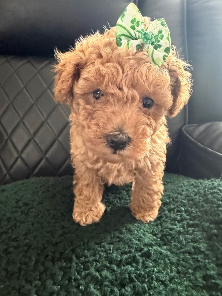 Toy poodle