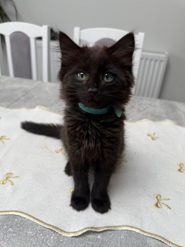 6 gorgeous Siberian kittens