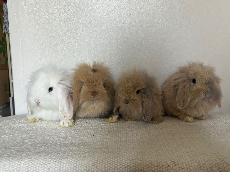 Angora × Lion Lop Baby Bunny