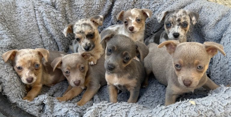 Beautiful Merle,blue and lilac Jack Russell’s 