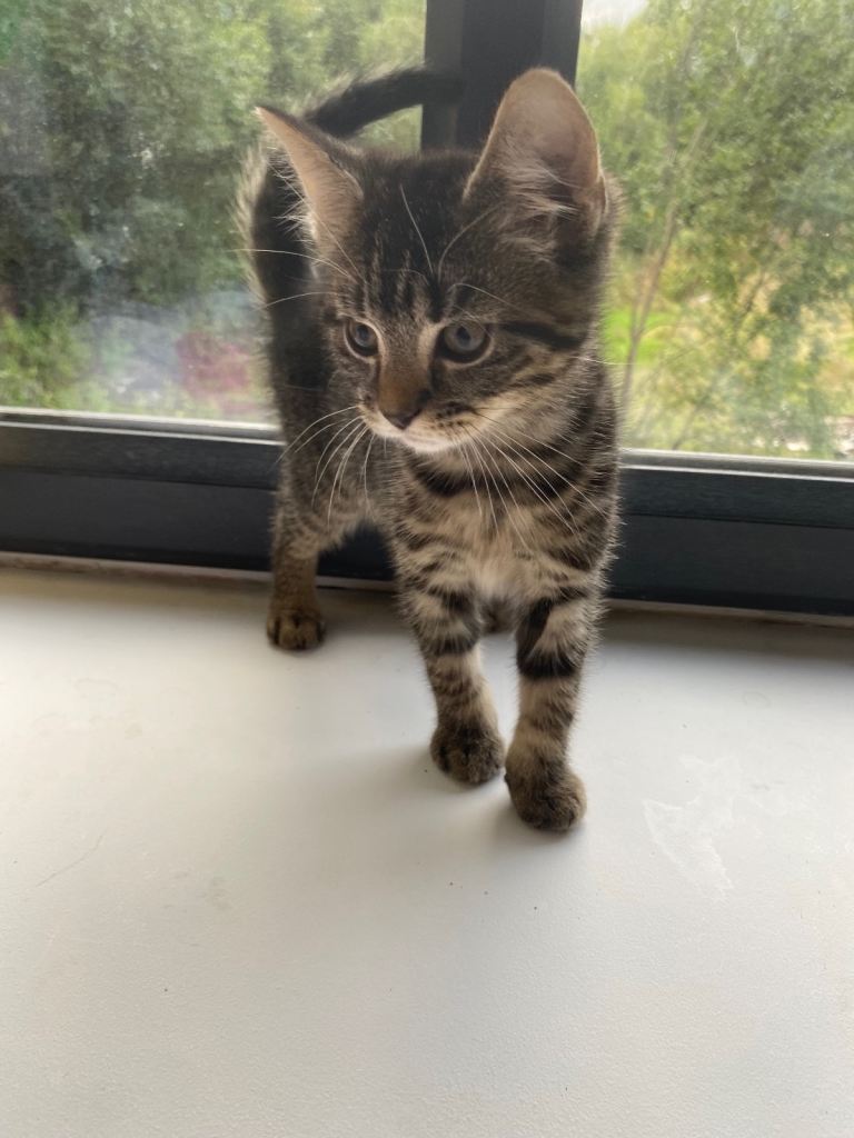 Two adorable tabby kittens looking for forever home