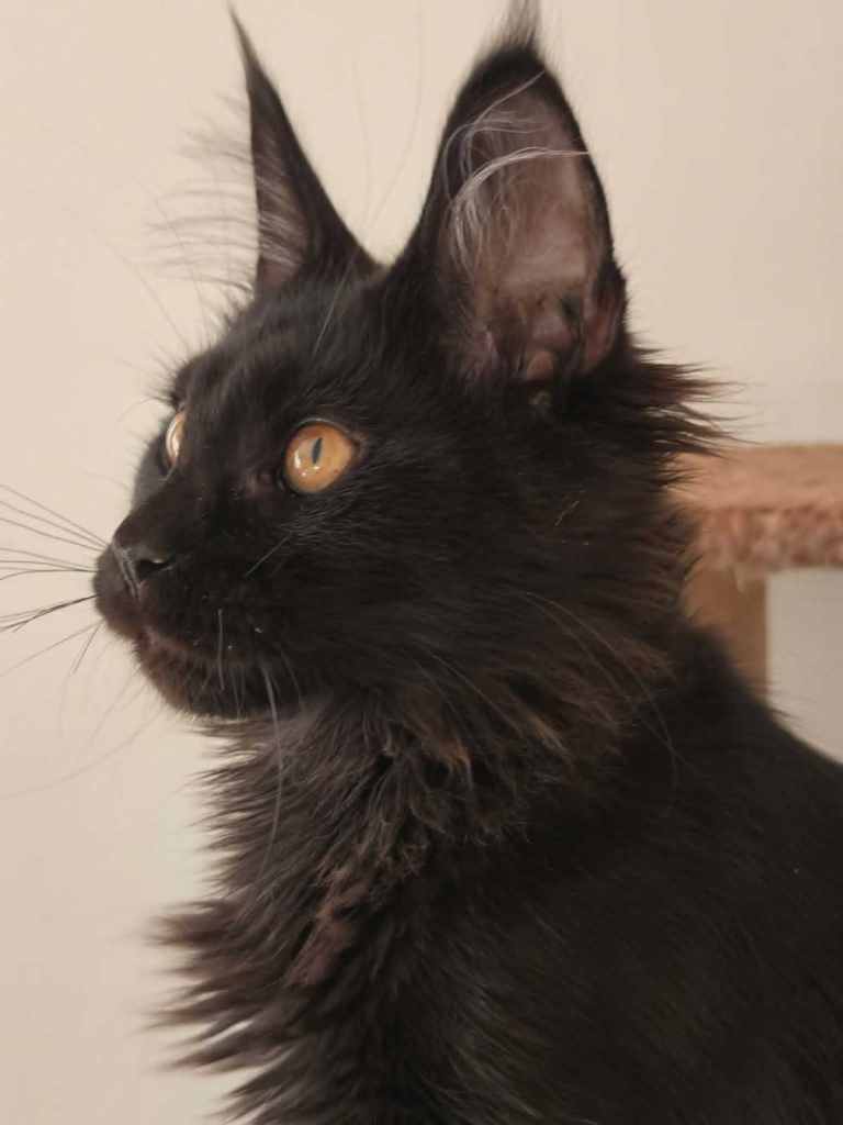 Last black solid Maine coon girl available TICA