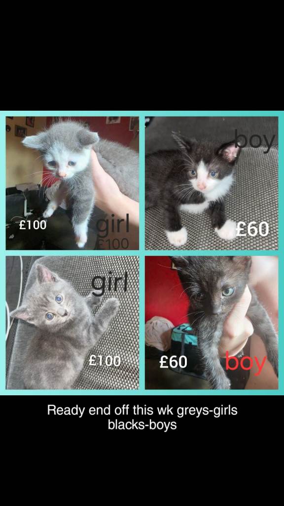 Kittens ready for new homes