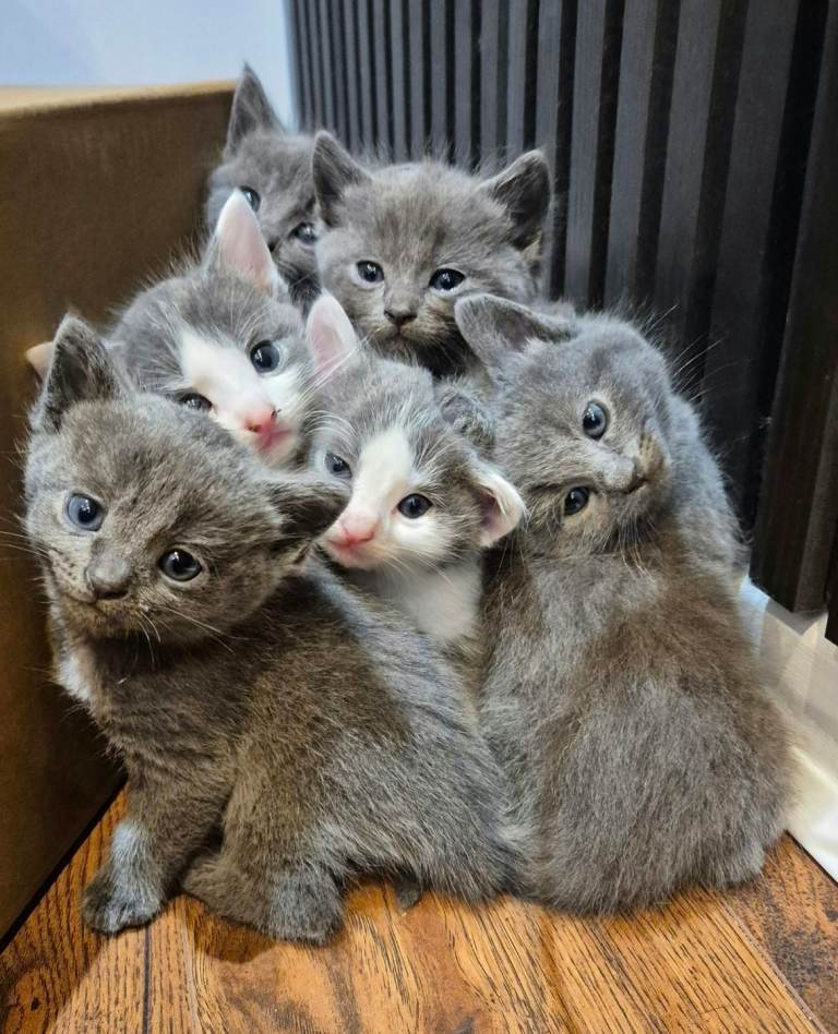 Playful & Affectionate Ragdoll Cross Kittens | Beautiful Litter of 7