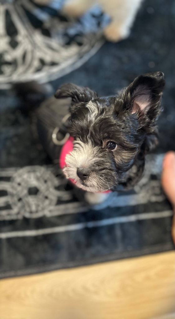 Bichon frise puppies 