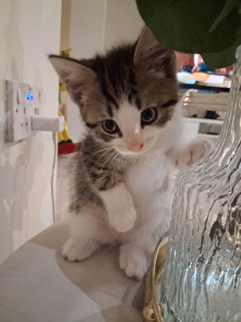 Gorgeous baby kittens