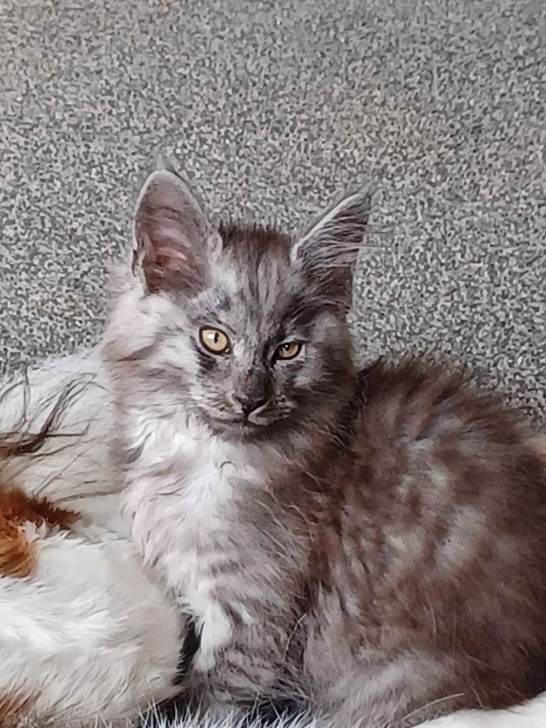 Maine coon kittens