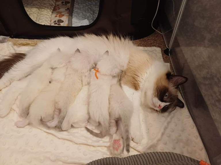 Ragdoll Fluffy Kittens 