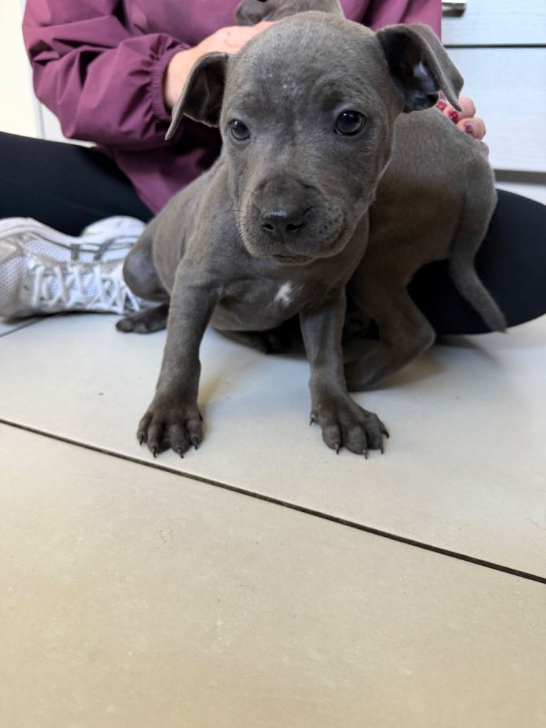 Staff pups 