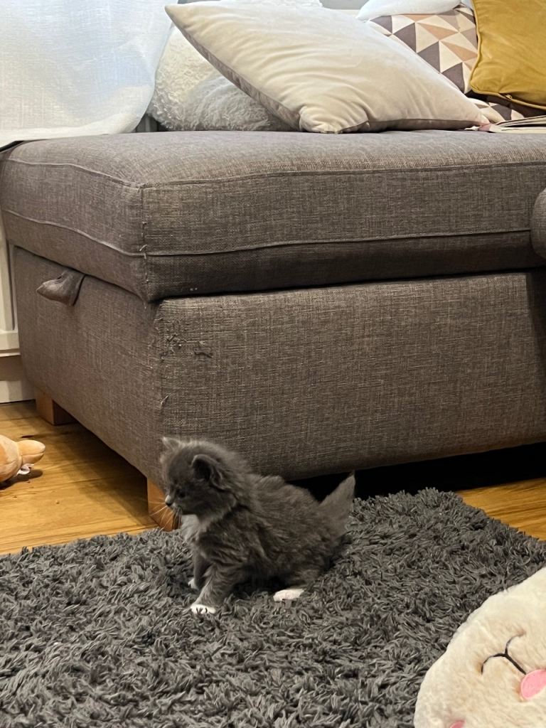 5 kittens