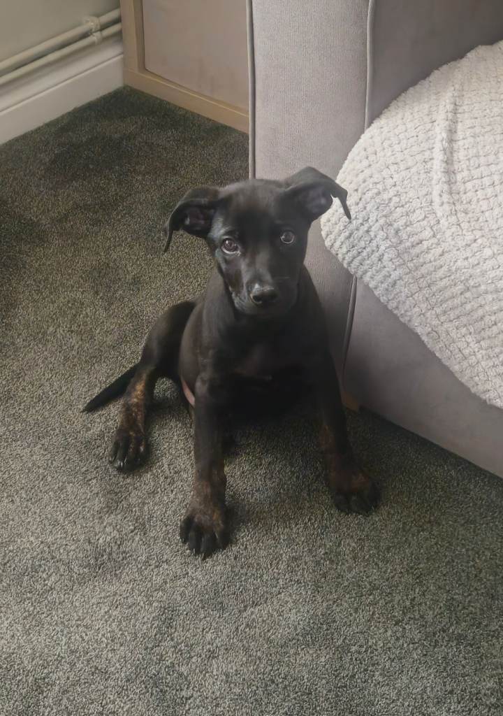 German shepherd x staffy