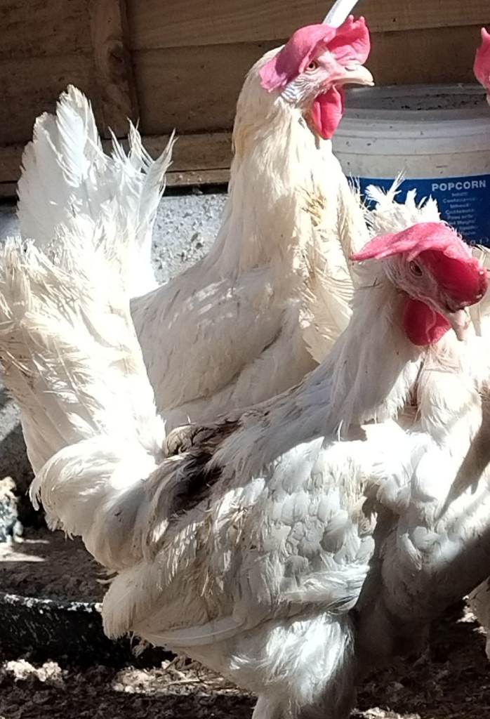 Laying Hen