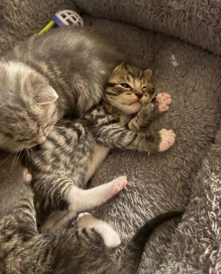 Bsh cross kitten