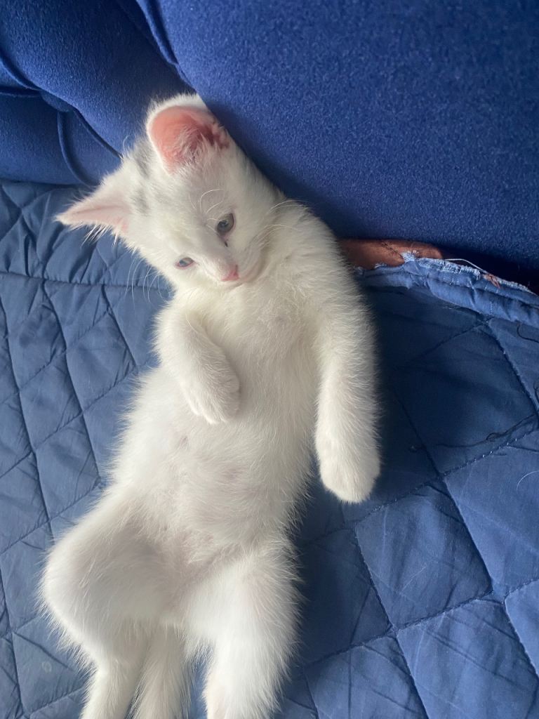 White female kitten