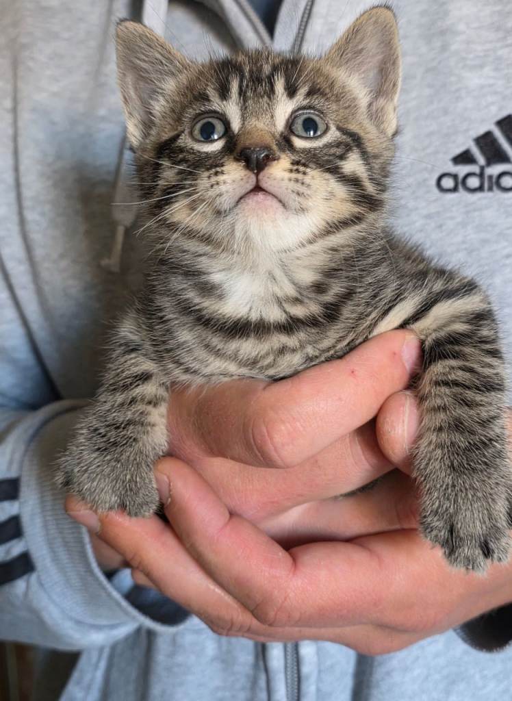 Kittens