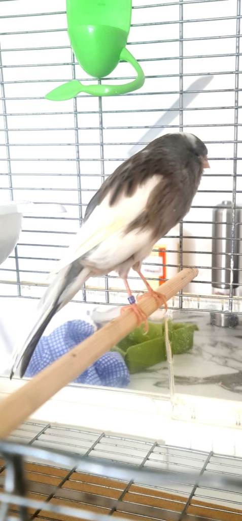 Yorkshire canarie, female