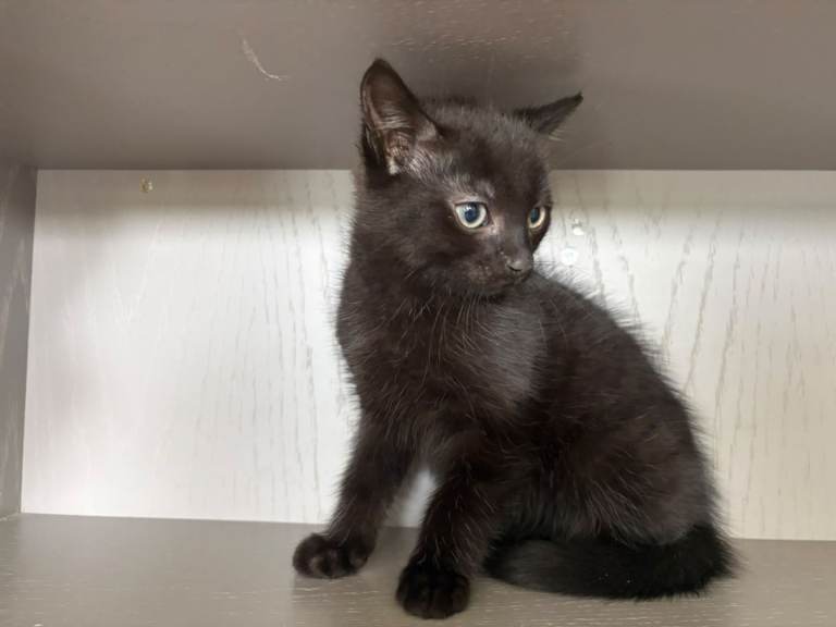 kittens for sale 