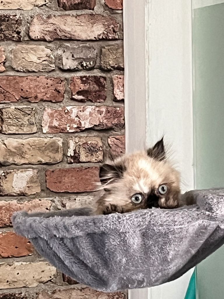 Persian kittens for sale 