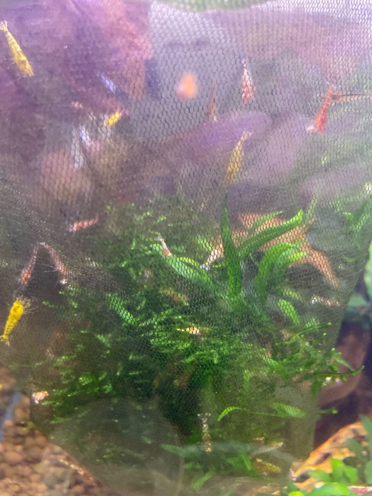 Aquarium mixed crystal shrimp