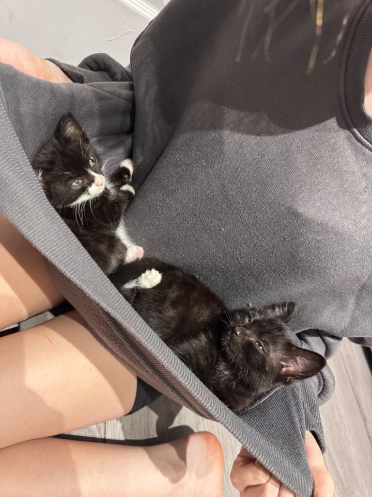 2 beautiful kittens 