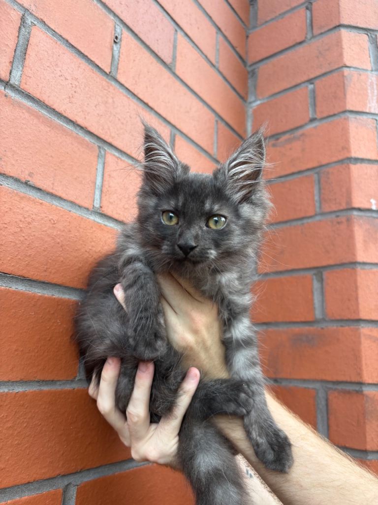 Mainecoon Kittens