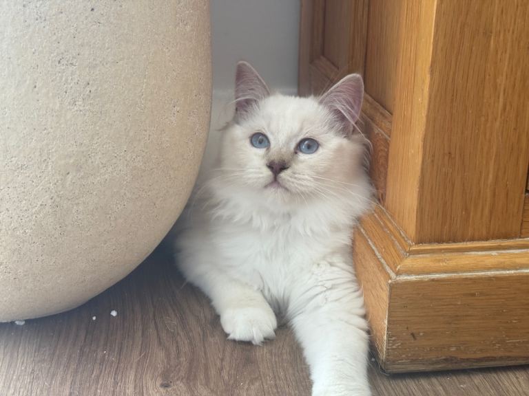 GCCF registered Ragdoll Kitten £999