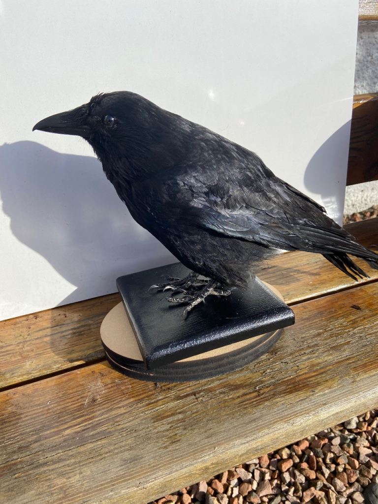Realistic Black Crow Ornament – Great Condition