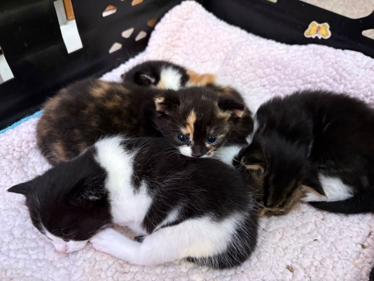Exotic cross Maine coon kittens  