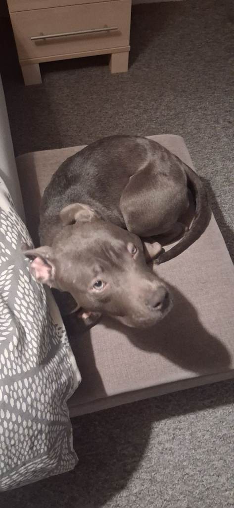 Female blue Staffordshire bull terrier 
