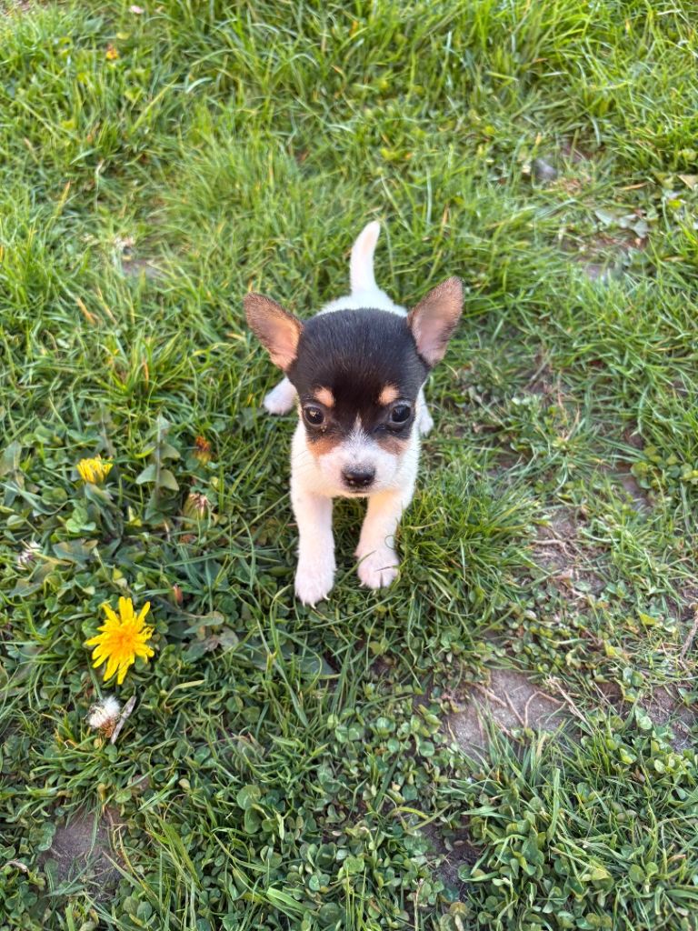 Jack Russell puppies 
