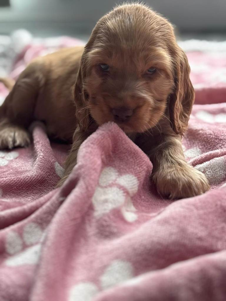 Show-Type spaniels girl and boy 