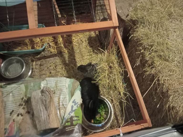 Rabbit hutch for sale