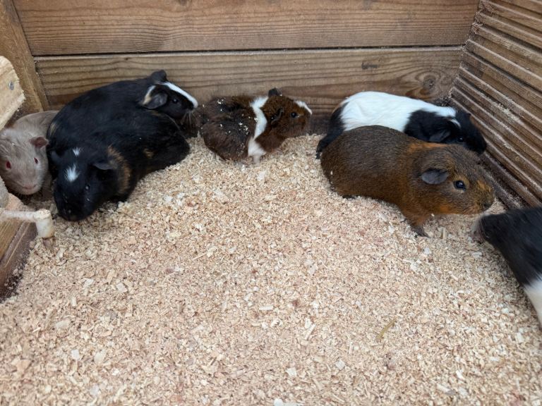 image for Guinea pig boys