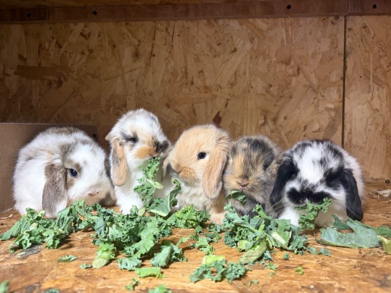 Beautiful fluff Baby bunny’s 