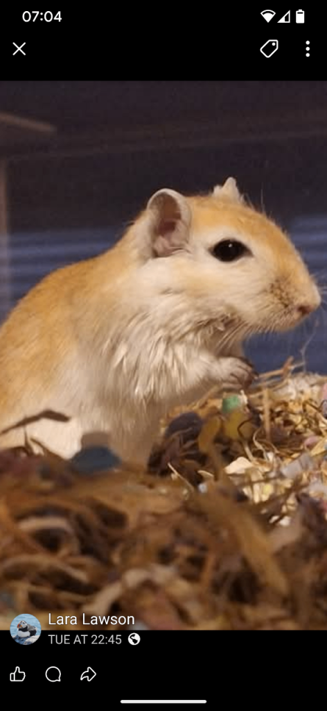Young gerbils