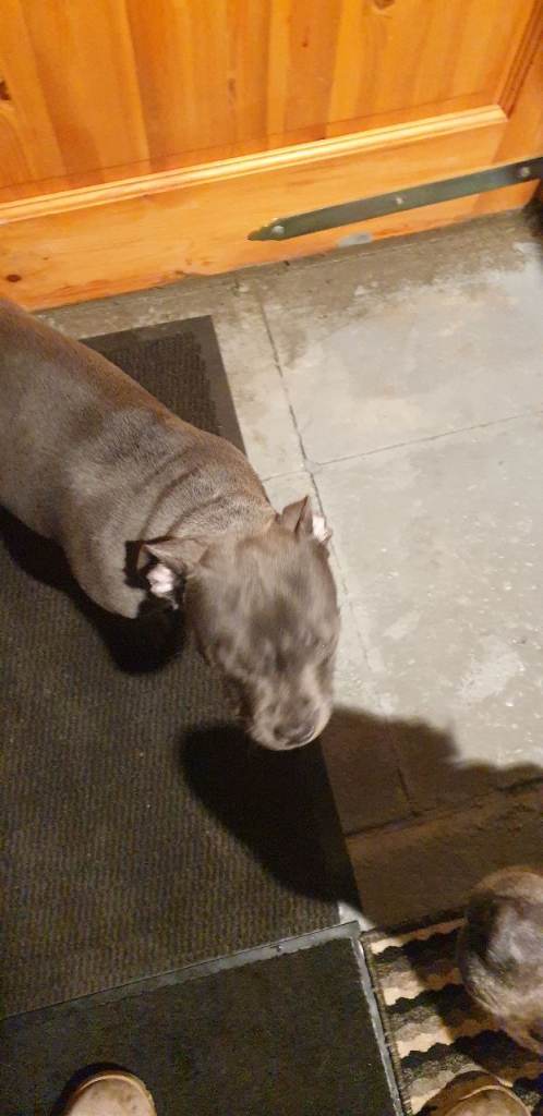 blue Staffordshire bull terrier puppy 