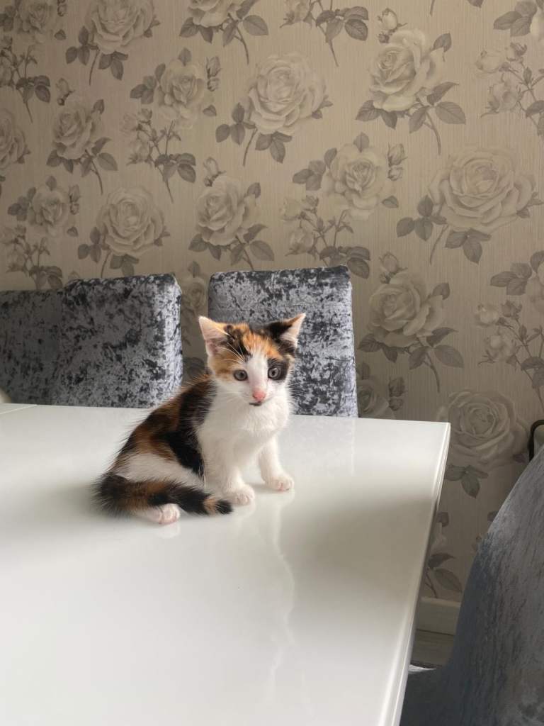 Cats