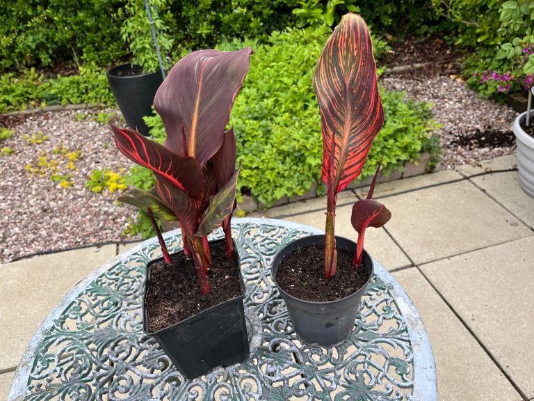 Canna Tropicana plants