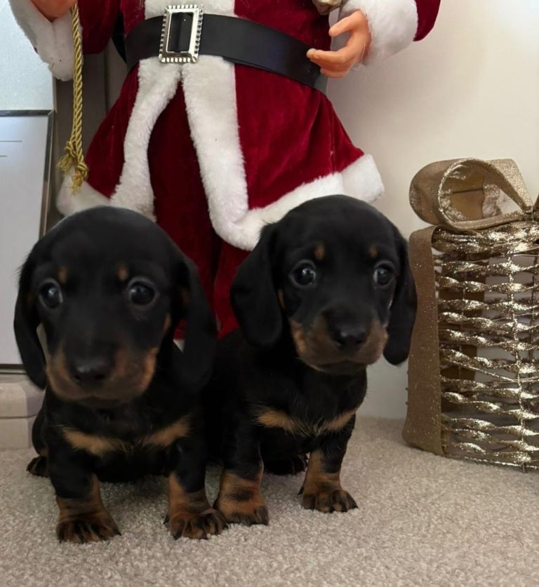 JUST 2 black & tan remaining!! 