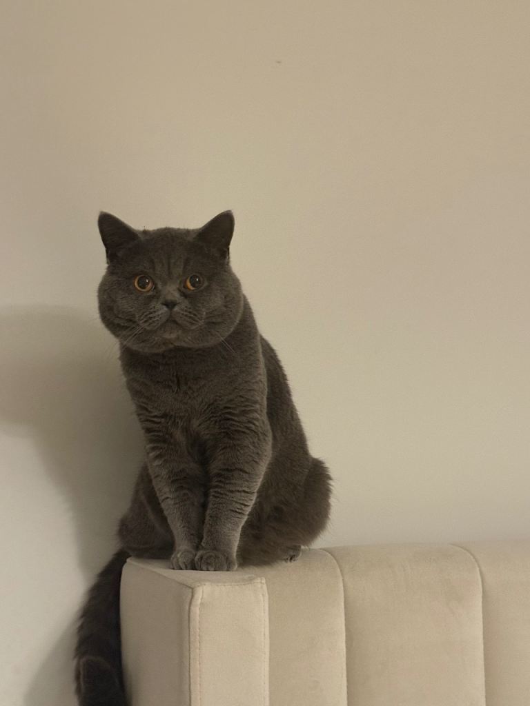 British shorthair - healthy and well socialised