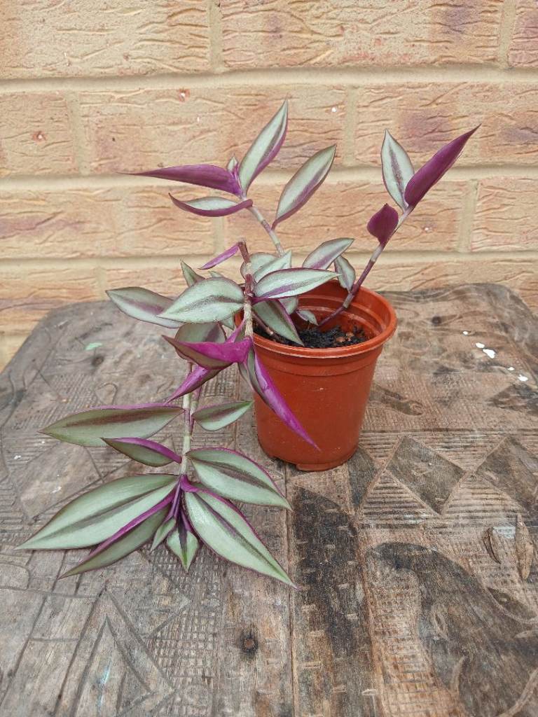 Tradescantia Zebrina Houseplant in Terracotta Pot