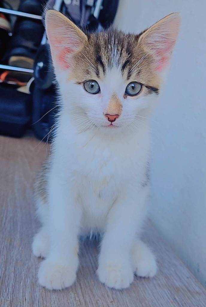 Tinny cute lovely kittens 