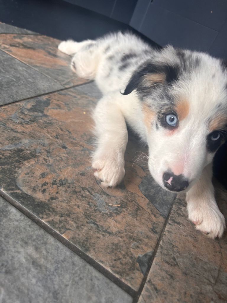 Female merle collie 