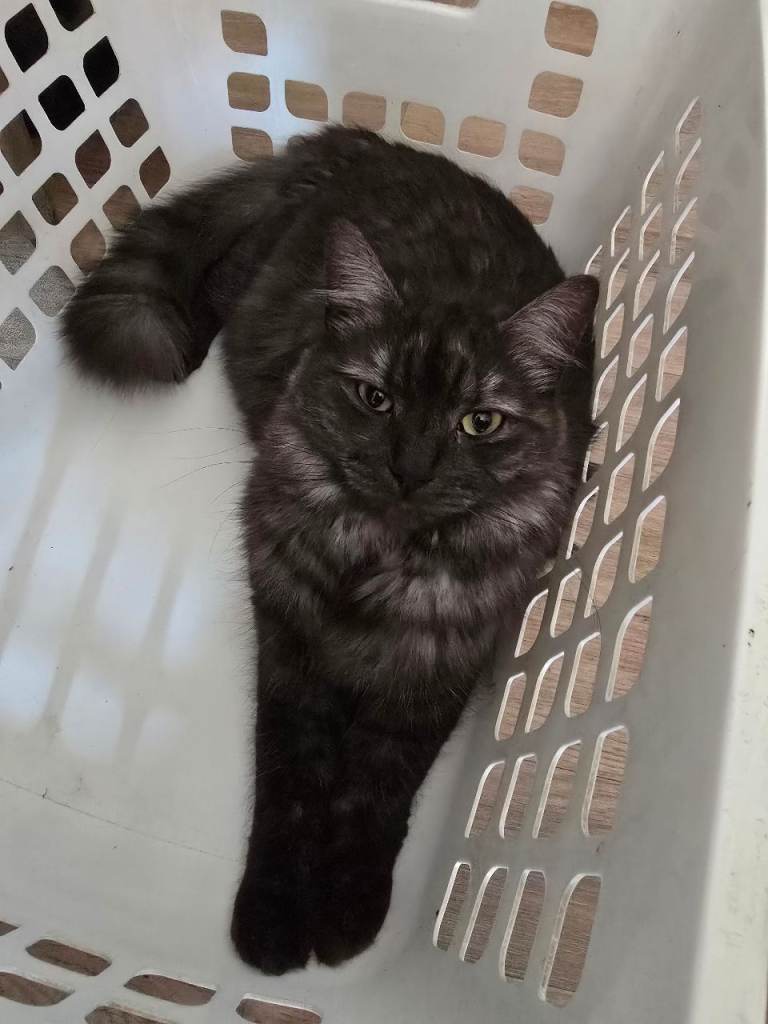 Rio – 1.5-Year-Old Female Cat Looking for a Loving Home