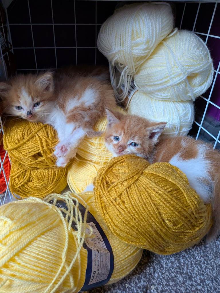 3 ginger and white male kittens 