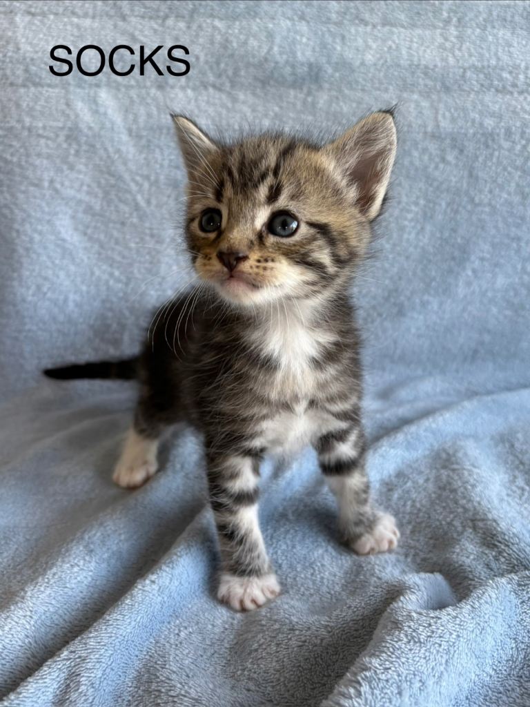 1/2 Maine Coon Kittens Fluffy Tabby Grey & Ginger