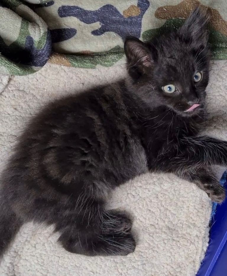 Beautiful Fluffy Kittens Ready For New Home 