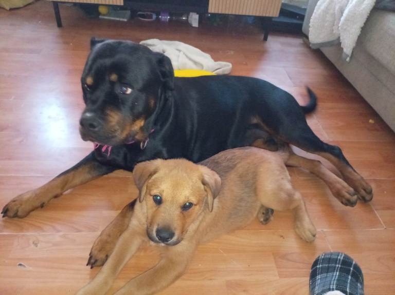 Golden Rottweiler cross